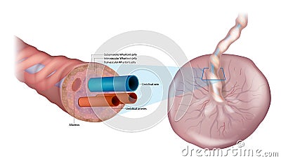 Anatomy of the umbilical cord. Cross-sectional diagram of human umbilical cord. Fetal Circulation. Biology of the Human Vector Illustration