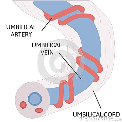 Anatomy of umbilical cord. two umbilical arteries and one umbilical vien Cartoon Illustration
