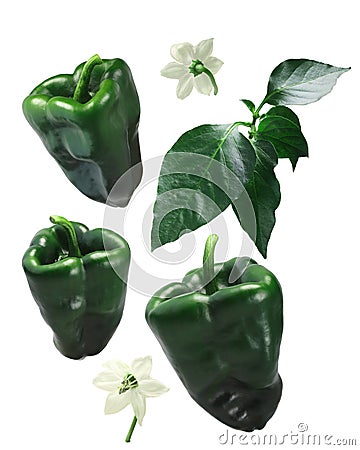 Ancho Grande chile peppers, elements, paths Stock Photo
