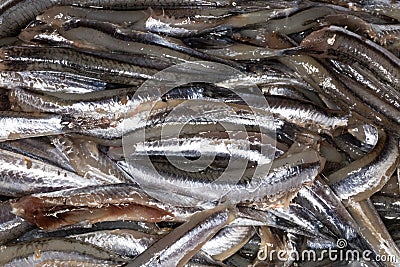 Anchovies, close up Stock Photo