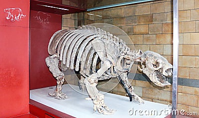 Ancient animal skeleton Editorial Stock Photo