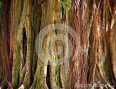 Ancient Banyan Tree Stock Photo