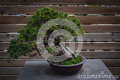 Ancient big bonsai tree on wooden background Stock Photo