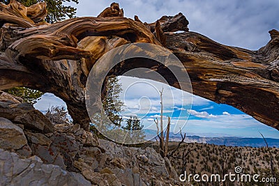 Ancient Bristle Cone Pinte Great Basin Stock Photo