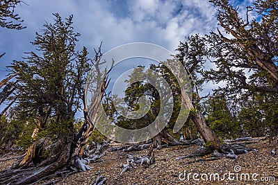 Ancient Bristle Cone Pinte Great Basin Stock Photo