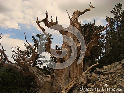 Ancient Bristlecone Pine Stock Photo