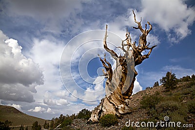 Ancient Bristlecone Pine and Cloudy Sky Stock Photo