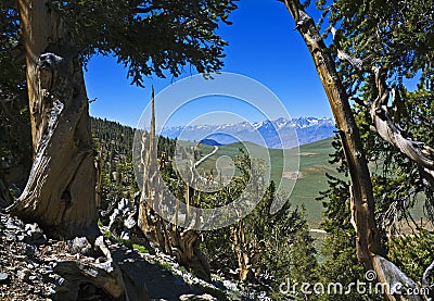 Ancient Bristlecone Pine Forest Stock Photo