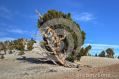 Ancient Bristlecone Pine Forest Stock Photo