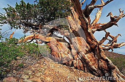 Ancient Bristlecone Pine Tree Stock Photo