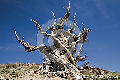 Ancient Bristlecone Pine Tree, California Stock Photo