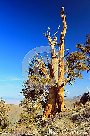 Ancient Bristlecone Pine, White Mountains, California Stock Photo