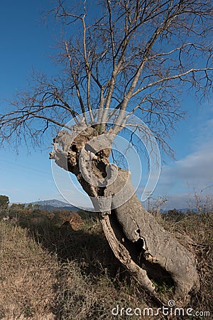 Ancient broken and hollow Nettle tree Stock Photo