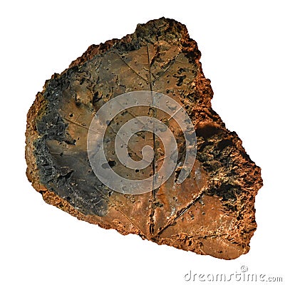 an ancient clay pottery fragment with an imprint of a grape leaf Stock Photo