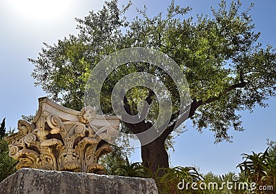 Ancient corinthian columns and very old olive tree, Jerusalem, Israel Editorial Stock Photo