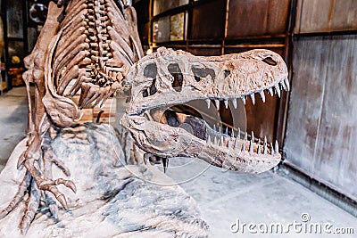 Ancient Dinosaur Skeleton in Retro Film Look Editorial Stock Photo