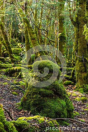 Ancient evocative and mysterious moss forest Stock Photo