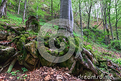 Ancient forest Stock Photo