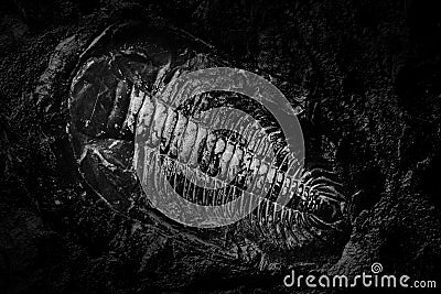 Ancient fossil of prehistoric animal. Stock Photo