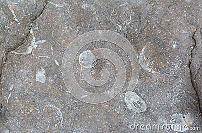 Ancient fossil shells embedded in rock Stock Photo