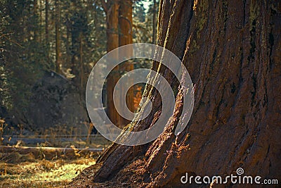 Ancient Giant Sequoia Tree Stock Photo