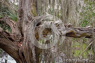 Ancient Gnarled Witches Tree With Spanish Moss Stock Photo