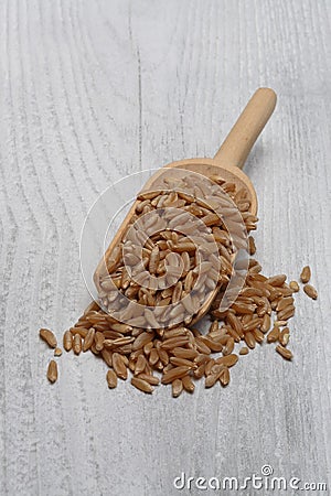 Ancient grain kamut, Khorasan wheat Stock Photo