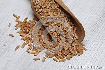 Ancient grain kamut, Khorasan wheat Stock Photo