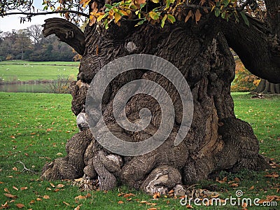 Ancient horse chestnut tree trunk, Ripley, North Yorkshire, UK Stock Photo