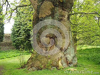 Ancient horse chestnut tree trunk in spring Stock Photo