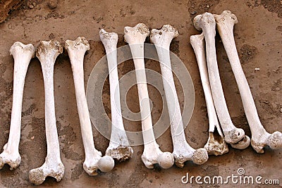 Ancient Human Bones Stock Photo