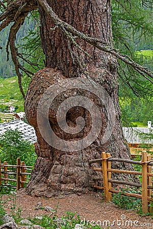 Ancient larches, Ulten Valley, South Tyrol Stock Photo