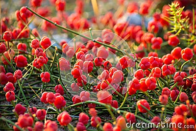 Ancient Medicinal Plant Ephedra. Plants of the genus Ephedra have traditionally been used by indigenous people for a Stock Photo