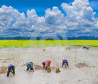 Ancient method farmer practice to the plantation, green paddy rice field with beautiful sky cloud in Thailand Editorial Stock Photo