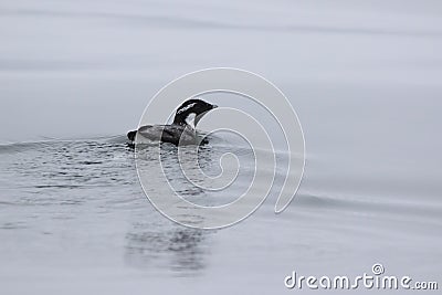 ancient murrelet who swims on the water overcast day Stock Photo