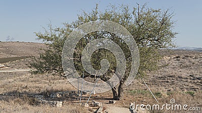The Ancient Mythical Ghost Tree of Tel Lachish in Israel Stock Photo