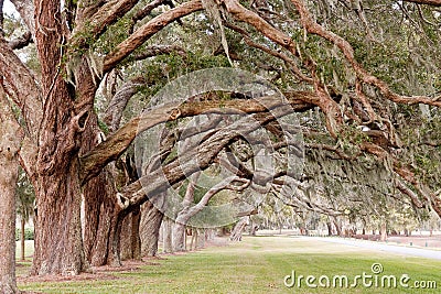 Ancient Oak Limbs Over Grassy Park Stock Photo