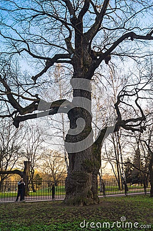 Ancient oak-tree on the background of sunset sky in early spring. Kolomenskoye estate museum, Moscow. Editorial Stock Photo