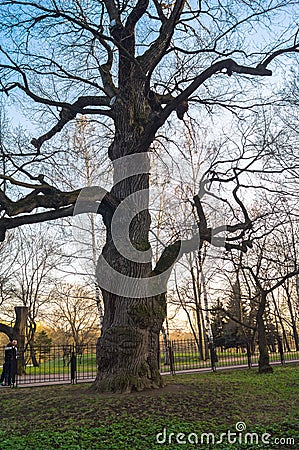 Ancient oak-tree on the background of sunset sky in early spring. Kolomenskoye estate museum, Moscow. Editorial Stock Photo