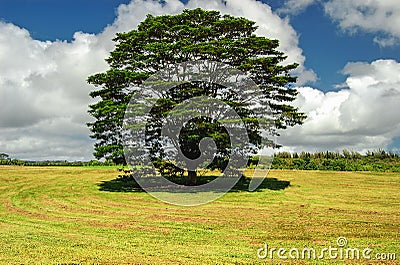 Ancient Oak Tree Stock Photo