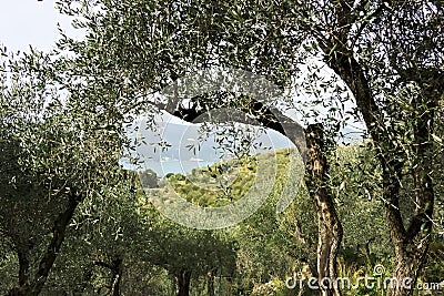 Olive grove on the sea of Liguria Stock Photo