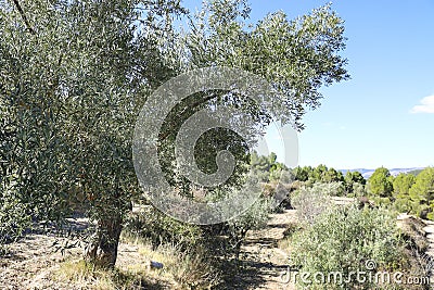 Ancient olive trees in Sierra de Mariola, Alicante Stock Photo