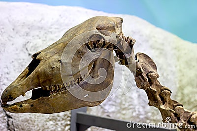 Ancient prehistoric horse head bones with teeth in the paleontological museum. Editorial Stock Photo