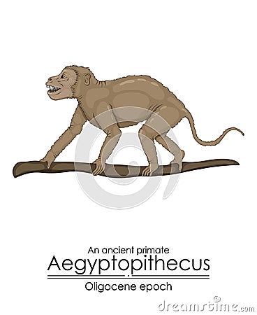 An ancient primate, Aegyptopithecus Vector Illustration