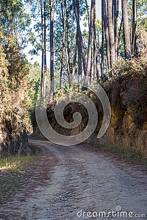 Ancient road in the forest on Camino de Santiago. Path in wood. Footpath in deep forest. Stock Photo