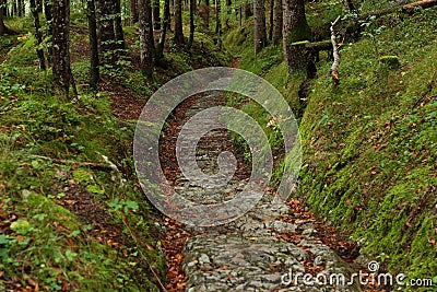 Ancient Roman cobbled road excavated in forest Stock Photo