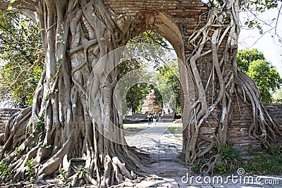 Ancient ruins gate entrance with bodhi tree and banyan plant of Wat Phra Ngam Khlong Sa Bua temple for thai people travel visit Editorial Stock Photo