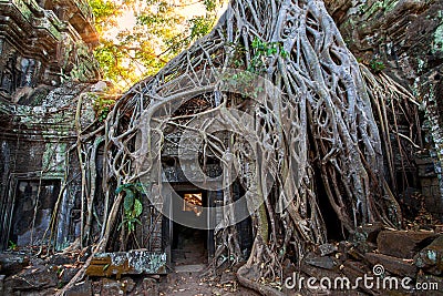 The ancient ruins and tree roots,of a historic Khmer temple in Stock Photo