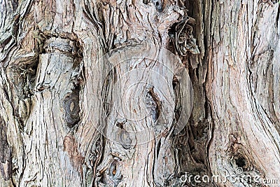 Ancient sandalwood trunk closeup Stock Photo