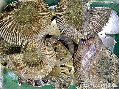 Ancient shells, Ammonites of unusual shape rounded, with wavy lines, shiny and dark shades. Stock Photo